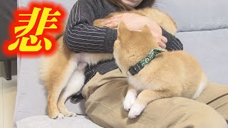 我慢の限界。兄の様子がおかしい・・・【子犬】【多頭飼い】【柴犬】