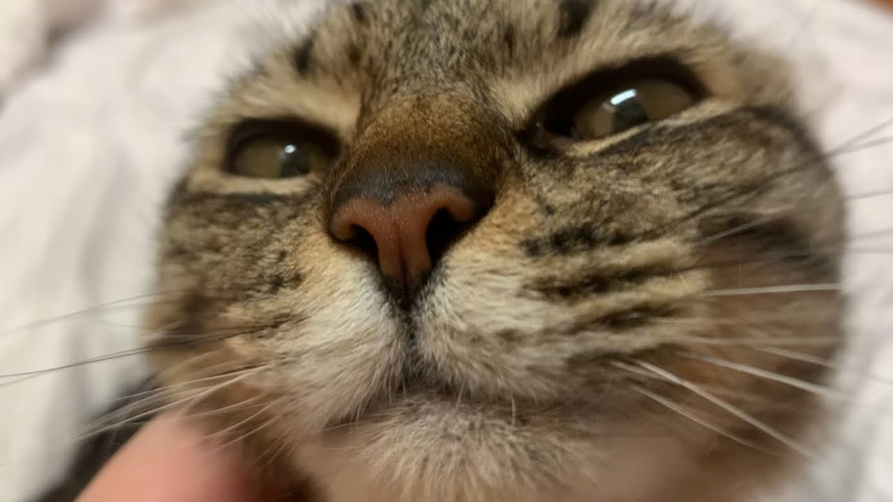 【猫】猫の日という事で2月22日22時22分に動画を投稿