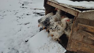 Як  мої кури  вперше  побачили сніг  // ПРИСАДИБНЕ  ГОСПОДАРСТВО.