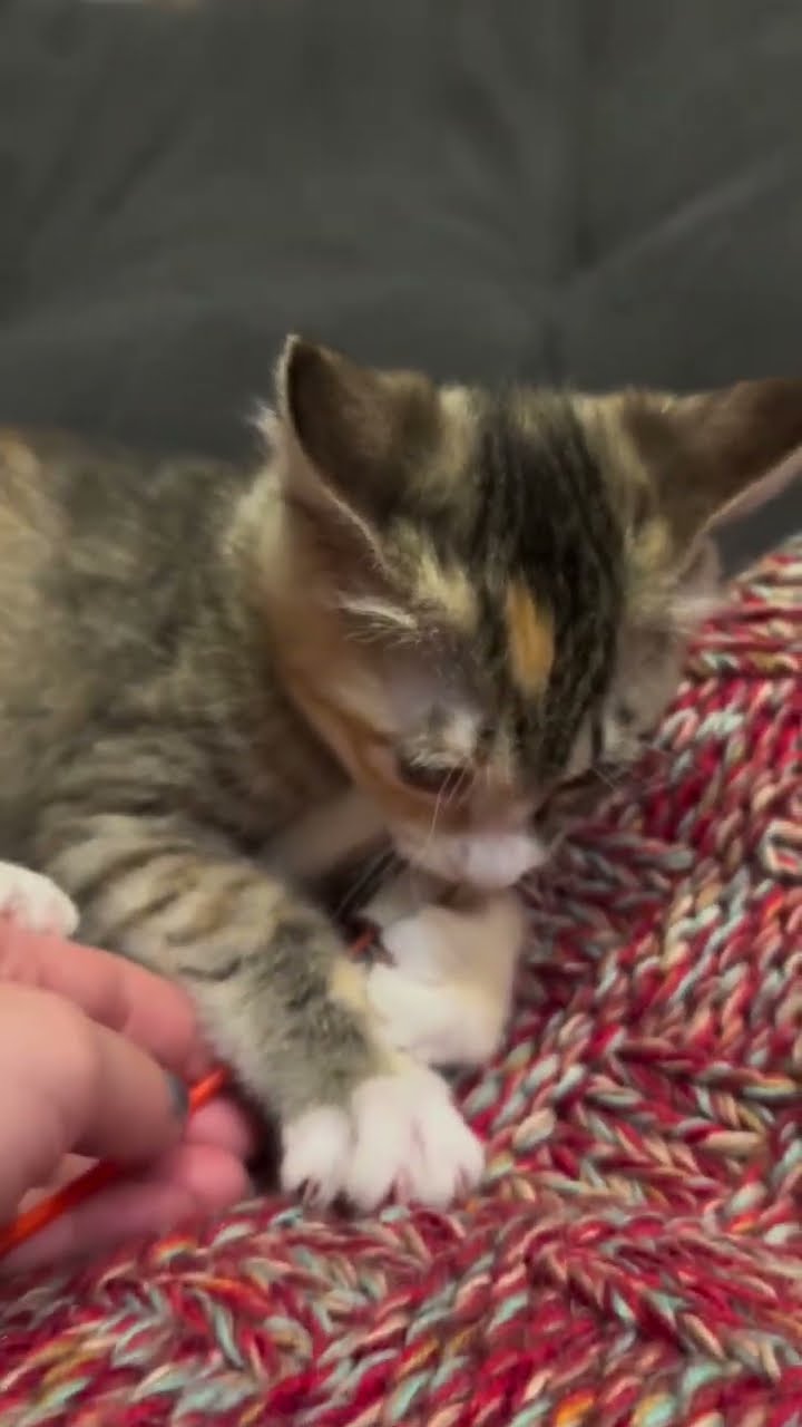 Funny  kitten ? ? ? ? ? ?