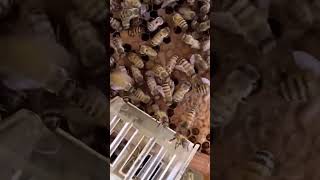 Soltura da Rainha #capture #youtubeshorts #beekeeping #bee #viral