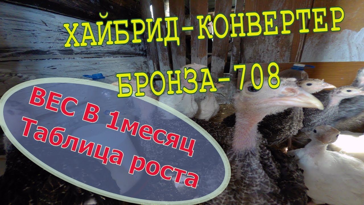 Вес бройлерных индюков в месяц // Таблица роста Бронза-708, Хайбрид-конвертер// Мое хозяйство