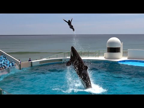 Камкава Sea World Orca Performance 【4K】