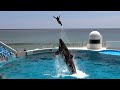 Kamogawa sea world orca performance 4k