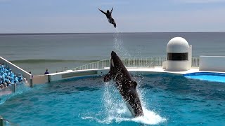 Камкава Sea World Orca Performance 【4K】