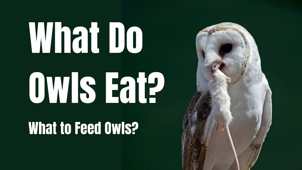 What animals eat owls?