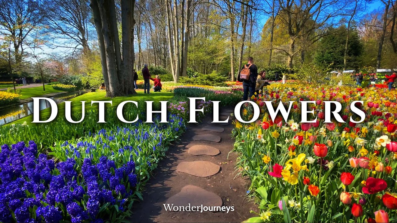 Gollandskiye tsvety 🌷 Vesenneye velikolepiye