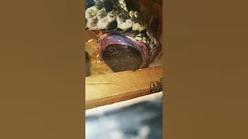 большая змея питон какает 🤢🐍😳