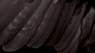 Feathers and Frontiers: Opening (Part 1 of 6)