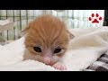 生後1日で放置され、保護したかわいい子猫まや、初めてだらけで戸惑いの一日 【瀬戸のまや日記】 Kitten maya Lot, first experience