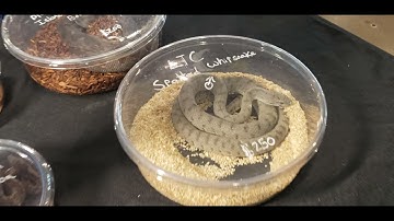 Fast walk through at Hamburg reptile show December 4th