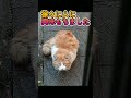 #shorts #short はじめて捨て猫ちゃんと会った時の画像。ちょっと前のです。