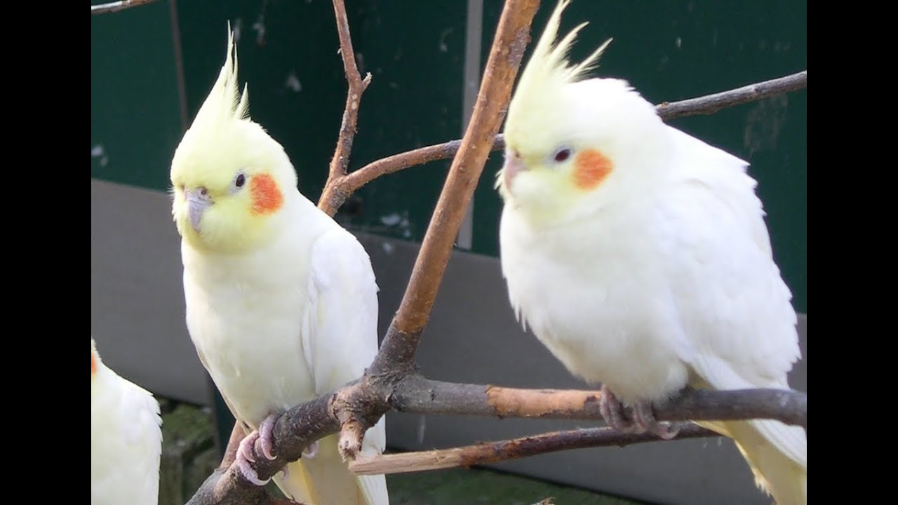 Mga resulta ng larawan para sa Nymphicus hollandicus (Amelanistic (“lutino”) cockatiels retain their carotenoid-based red and yellow pigments."