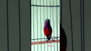 Download Lagu Pancingan konin #kolibrininja #sunbird #kicaumania #konin #sunbird #hummingbird #colibrí #shorts MP3 Download Lagu Pancingan konin #kolibrininja #sunbird #kicaumania #konin #sunbird #hummingbird #colibrí #shorts MP3
