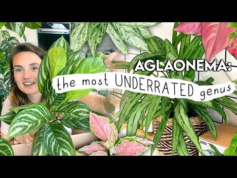 Video: Este aglaonema o plantă de interior?