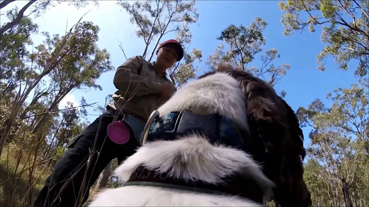 Taz professional Koala detection dog