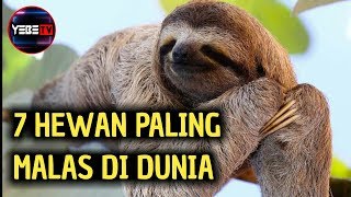 7 HEWAN PALING MALAS Di DUNIA