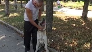 Алабаю, который несколько суток просидел в могиле, нашли нового хозяина Алабаю, который несколько суток просидел в могиле, нашли нового хозяина