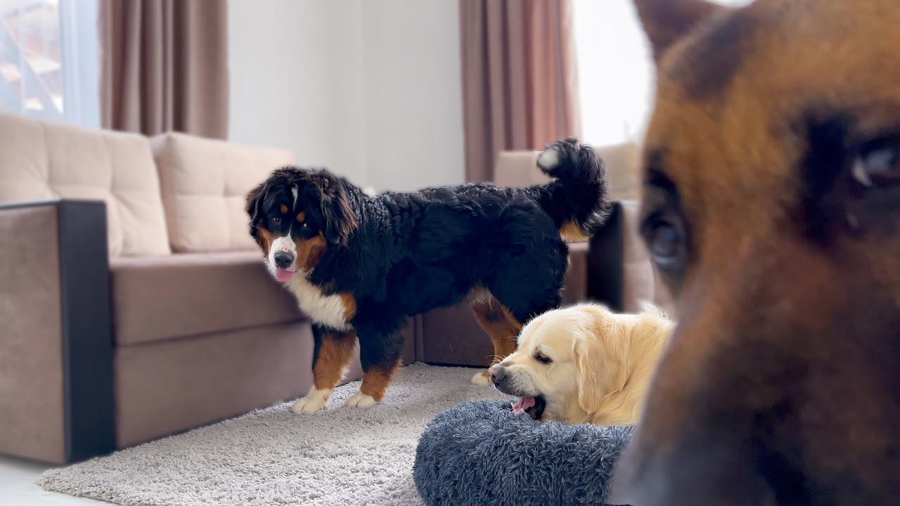 What do my dogs do when they're alone in a room? YouTube