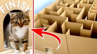 Baby Cats Cute with GIANT Maze Labyrinth for Cat Kittens - Meow Kitty Can they EXIT?