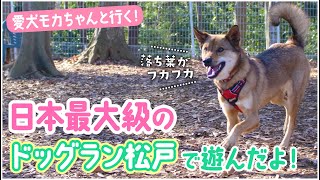 愛犬と行く 日本最大級の 新京成ドッグラン松戸 でドッグランデビュー Youtube