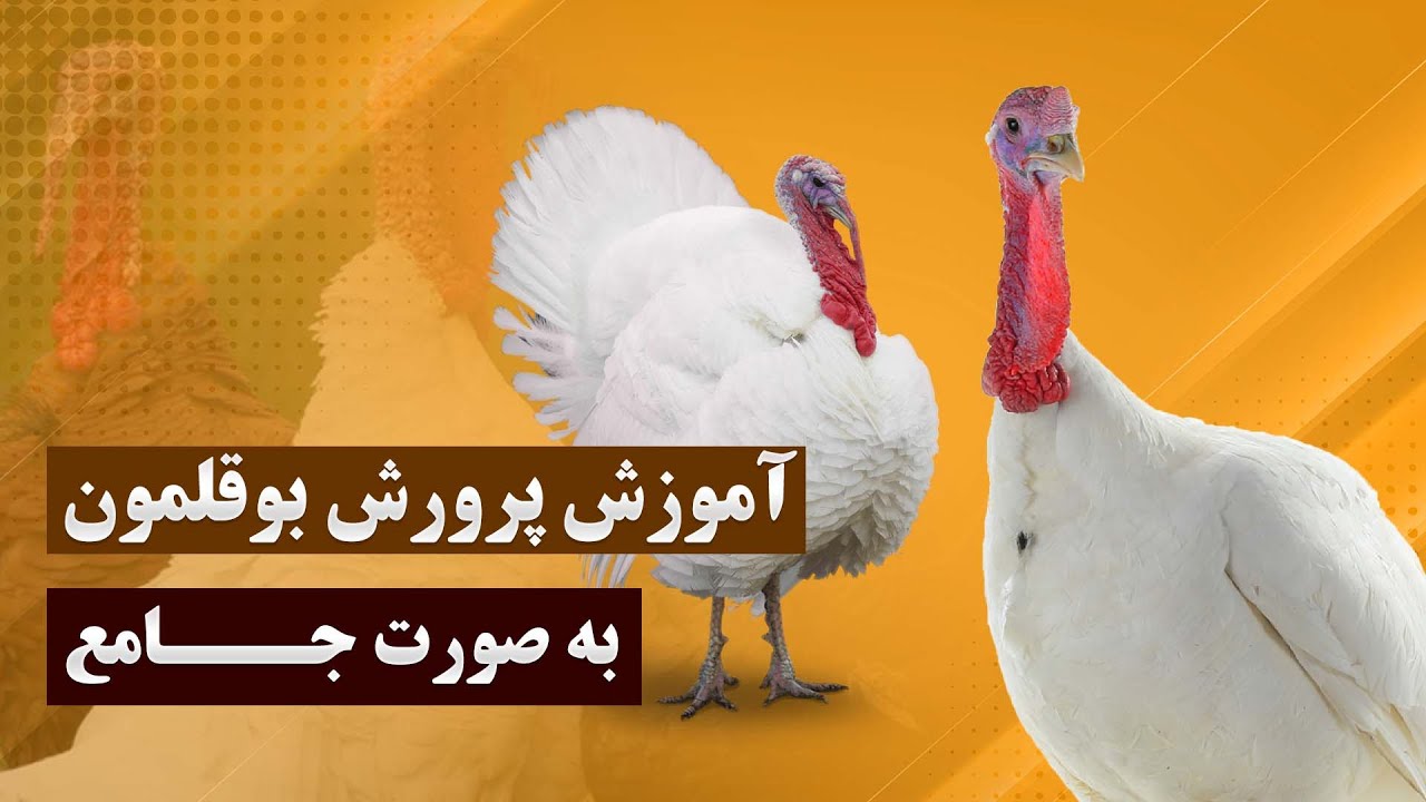 آموزش جامع و اولیه پرورش بوقلمون ها از طریق تخم نطفه دار