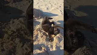 Cat Does Zoomies At Beach - 1500853