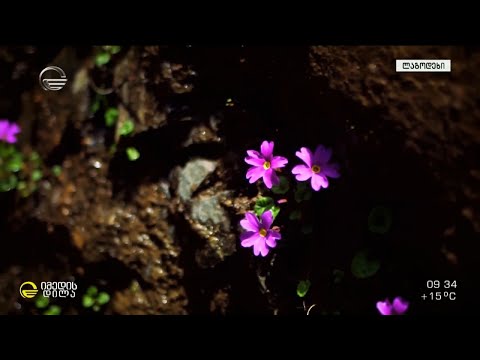 იულიას ფურისულას ძიება  - ყვავილი, რომელიც მხოლოდ ლაგოდეხის ნაკრძალში აპრილში ყვავის