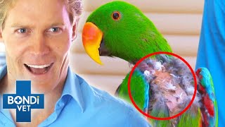 Why Is Parrot Viciously Pulling His Own Feathers Out? 😭🦜 Bondi Vet Clips | Bondi Vet