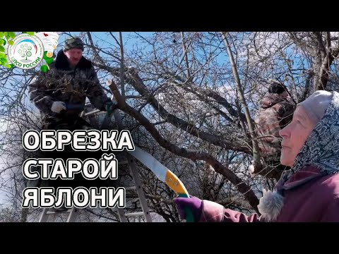 Обрезка яблони. Как обрезать старую яблоню весной