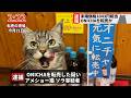 【速報】ONICHAを転売した疑いでアメショ猫が逮捕されました