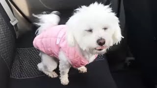 "white" passenger - Moments from the life of a cute Maltese dog