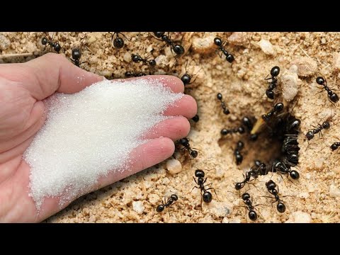 Vídeo: Les formigues mengen plantes?