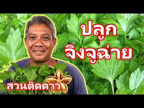 วิธีปลูก จิงจูฉ่าย เพาะพันธุ์ ขยายพันธุ์ (จิงจูไฉ่) มีขายแล้วที่ สวนติดดาว จ.อุบล SuanTidDao