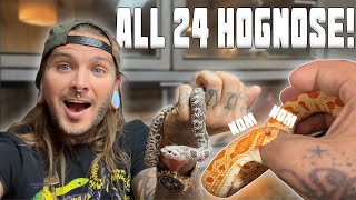 All 24 of my HOGNOSE SNAKES IN ONE VIDEO!!!!