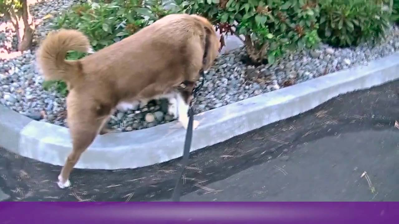 Why Does My Dog Lift His Leg YouTube Why Does My Dog Lift His Leg YouTube