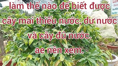 phần 49: cách nhận biết cây mai thiếu nước, dư nước và đủ nước.