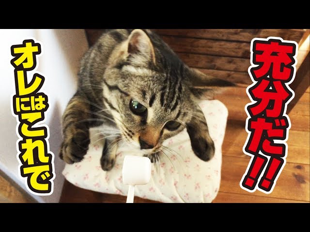 どんなおもちゃより計量スプーンに恋する猫！〜A cat love spoons！〜