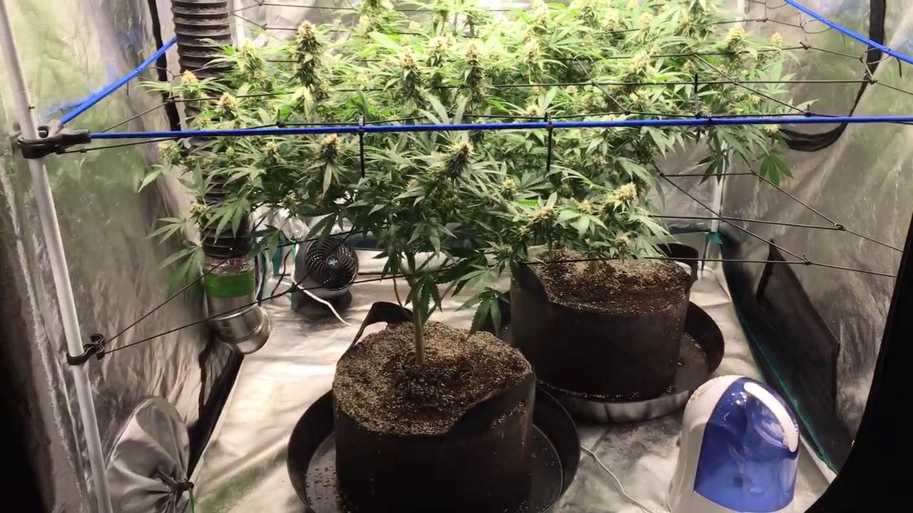 Critical Kush - Day 37