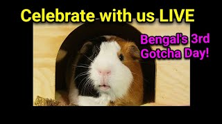 Bengal's 3rd Gotcha Day Celebration LIVE