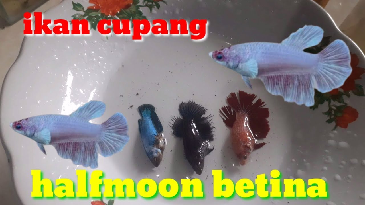 Mengenal Ciri Ciri Ikan Cupang Halfmoon Betina untuk pemula