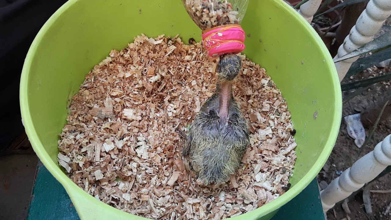 اسهل وافضل طريقة  زق الحمام  زق الطيور زق يدوي