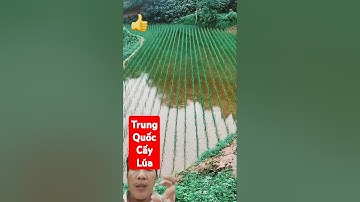 Đây là cách cấy lúa của Trung Quốc