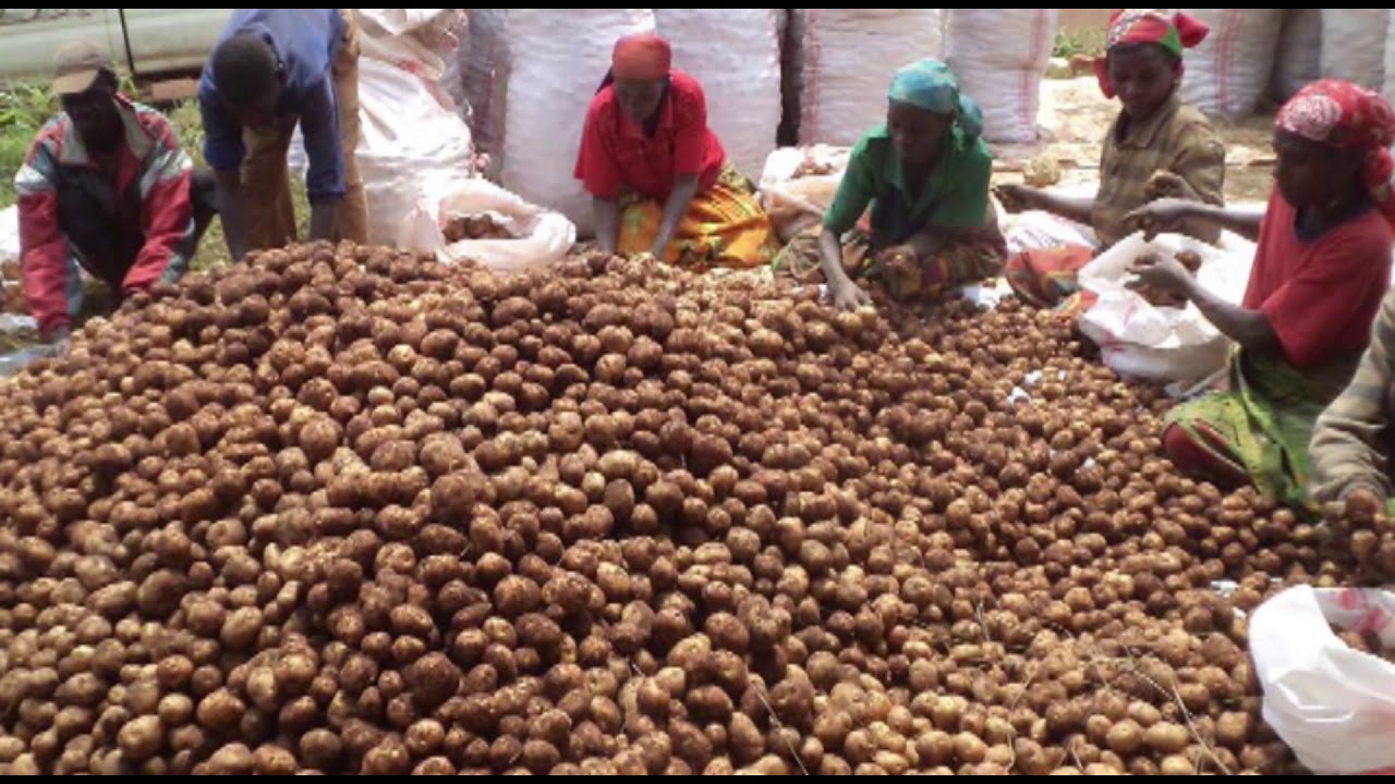 Interview | Charles Mbonankira, umuhinga mu vy'uburimyi