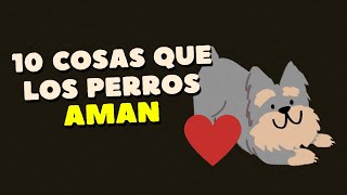 10 cosas que los perros AMAN!! ❤