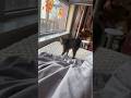 Funniest cats and dogs reaction to being sleepy,try not to laugh 😂 #cats #dogs #funnypets #shorts