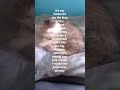 presentation of my cat Simba who thinks he is the lion king
