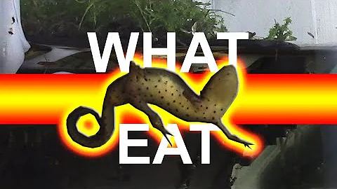 What Red spotted newts eat