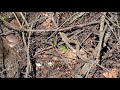 Runners Spot Plethora of Snakes Intertwined With Tree Branches Off Trail in Georgia