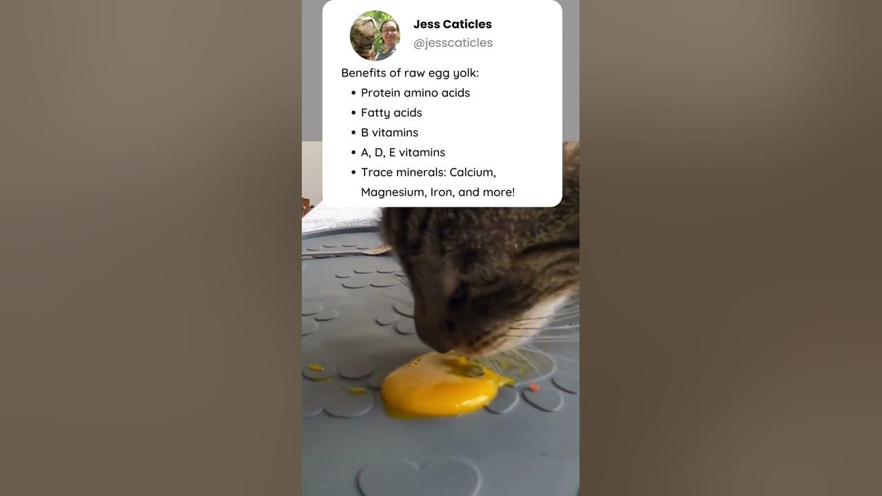 why-you-should-give-your-cat-raw-egg-yolk-shorts-youtube